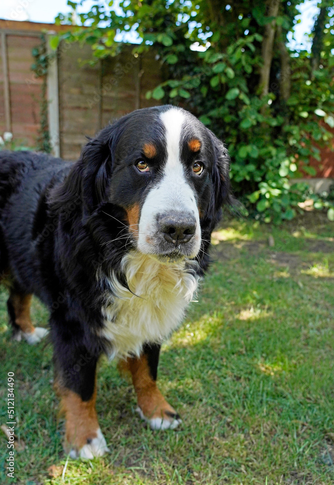 The portrait of serious Bernese Mountain Dog in the back yard 