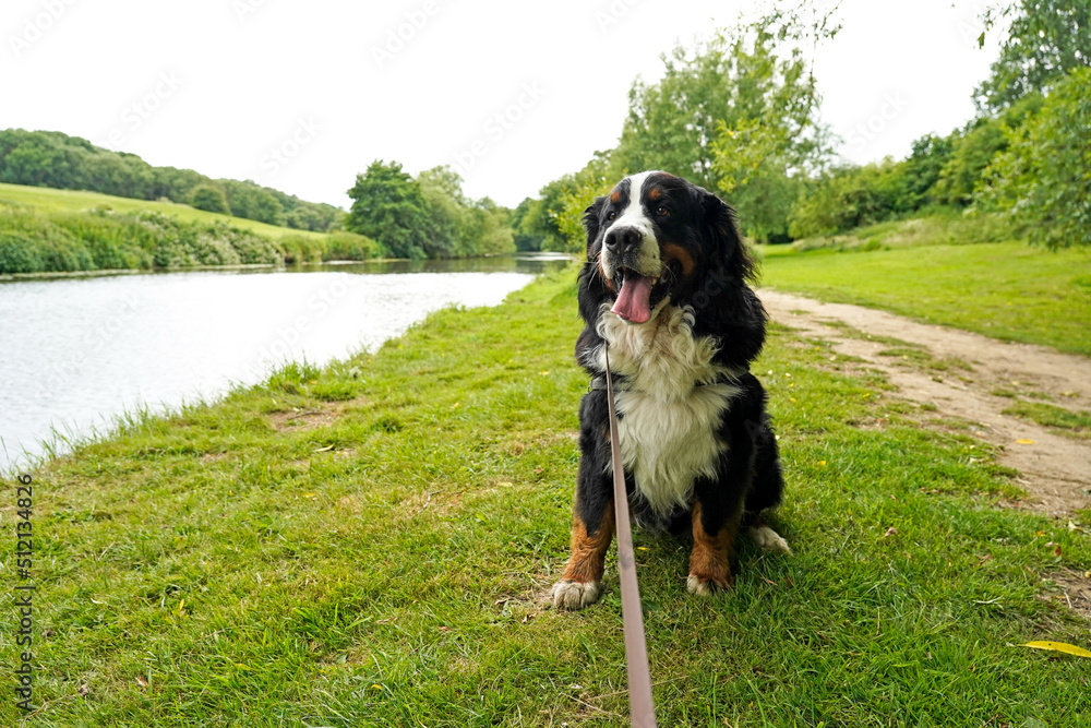 Bernese Mountain Dog on leash sitting near the river 