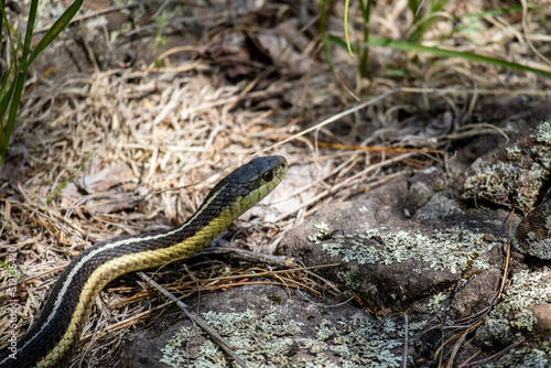 A garter snake slithers through the foliage at Isle Royale National Park in Michigan
