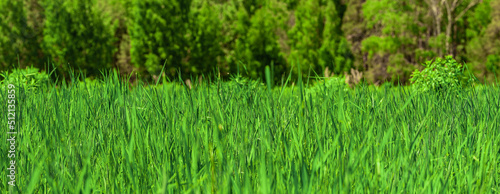 Green grass background or texture. Lawn with fresh grass, banner design. Banner with long green grass. Long and bright green grass texture.