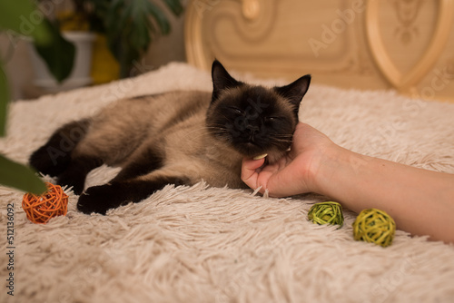 Woman petting a cute Siamese cat at home, close-up. Lovely pet lies on the bed with his eyes closed. the concept of care and love for a pet.