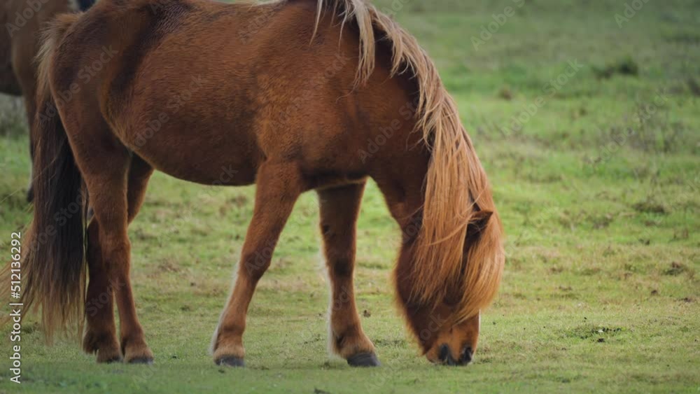 A close-up shot of the young brown mare grazing in a lush green pasture. Slow-motion, pan follow. A close-up shot of the young brown mare grazing in a lush green pasture. Slow-motion, pan follow.