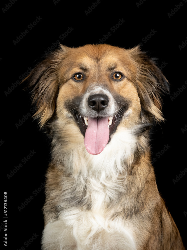 Portrait of a tricolor sheepdog on a black background