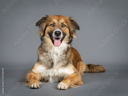 Tricolor shepherd dog lying in a photo studio with a black background