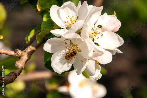 Blooming spring fruit trees with bouquets of apple flowers and a bee