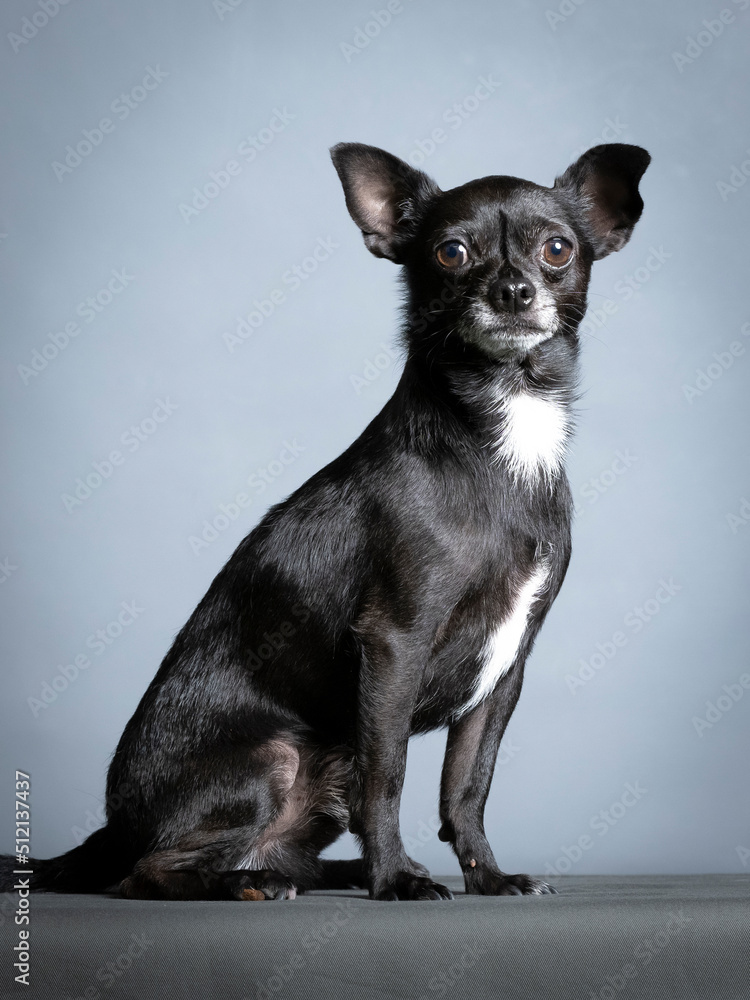Black chihuahua sitting in a photography studio Black chihuahua sitting in a photography studio