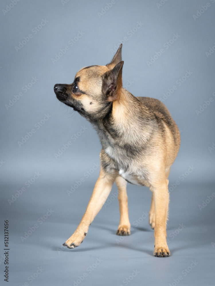 Light brown chihuahua standing in a photography studio