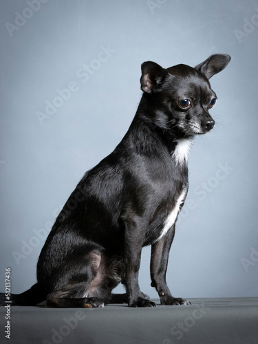 Black chihuahua sitting in a photography studio © xyo33