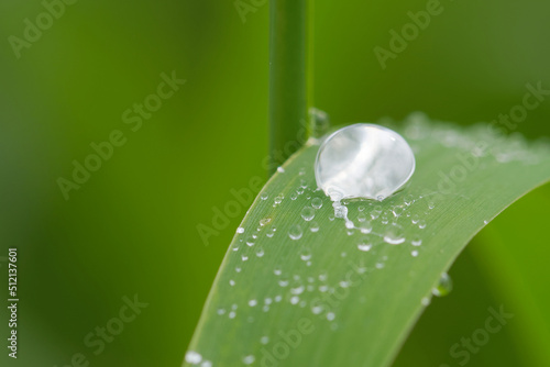 Water drop on the grass