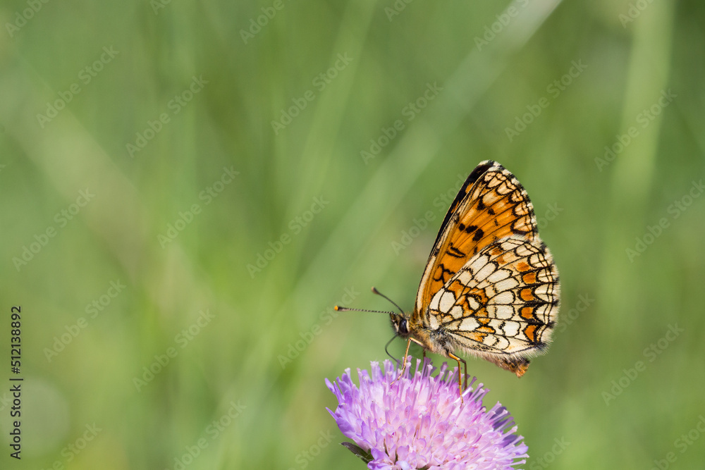 Motyl przeplatka atalia na zielonym tle łaki Motyl przeplatka atalia na zielonym tle łaki