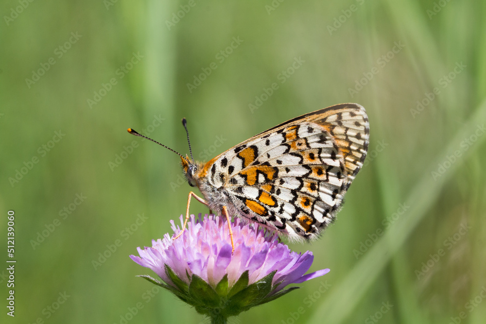 Motyl przeplatka cinksia na zielonym tle Motyl przeplatka cinksia na zielonym tle