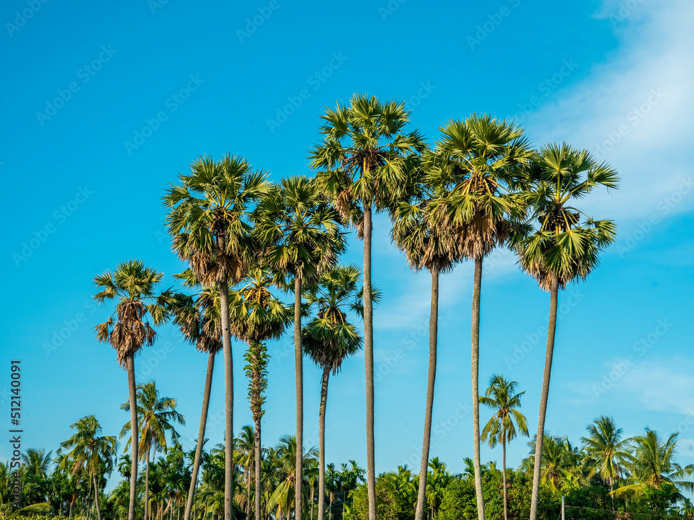 Obraz premium palm trees on blue sky background