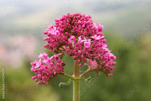 Red valerian flower. Close-up picture of red valerian (Centranthus ruber) ornamental plant. photo