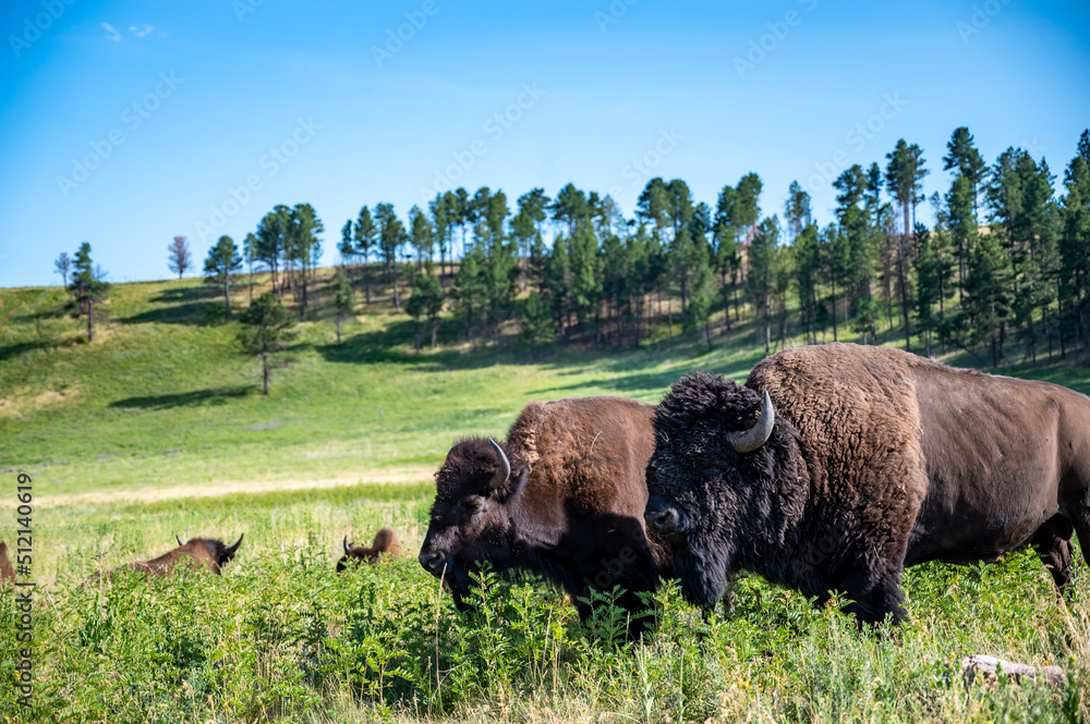 Herd of bison roaming across the open plains for Custer State Park in South Dakota. 