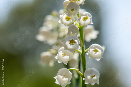 fleur muguet