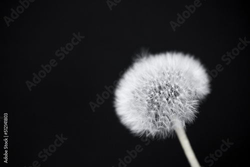 Fluffy dandelion on a black background.