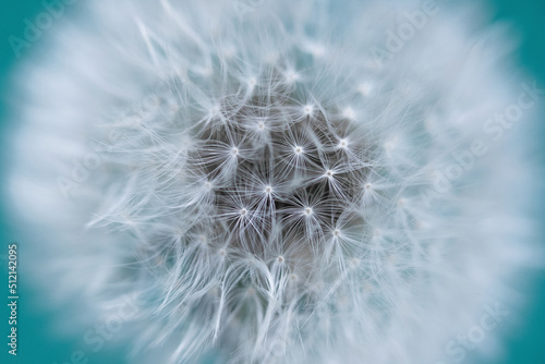 Dandelion close-up on a green background.