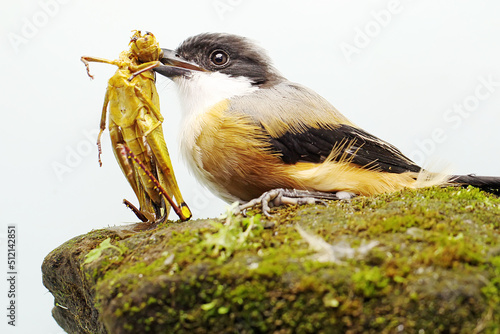 A long-tailed shrike preying on a grasshopper on a rock overgrown with moss. This strong beaked bird has the scientific name Lanius schach. photo