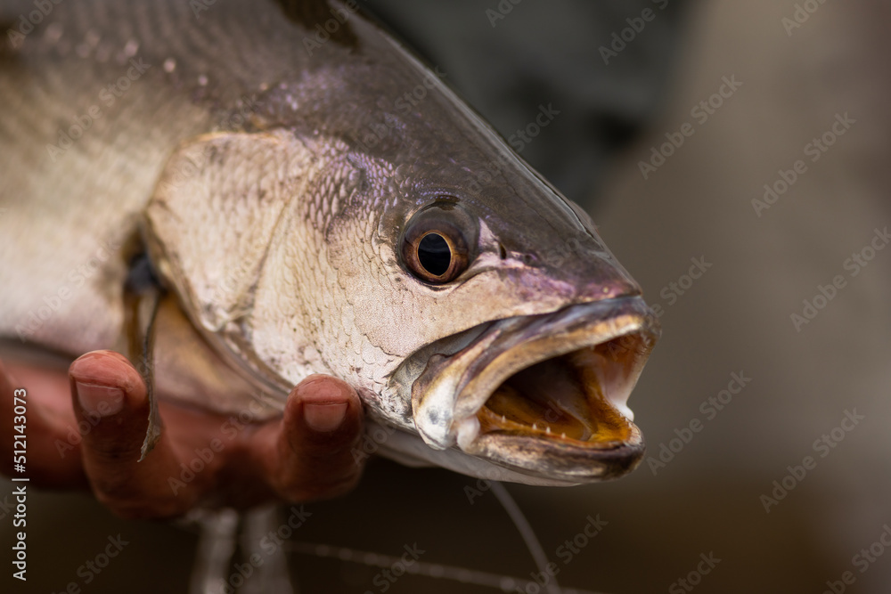 huge south african Kob fish caught by a flyfisherman huge south african Kob fish caught by a flyfisherman