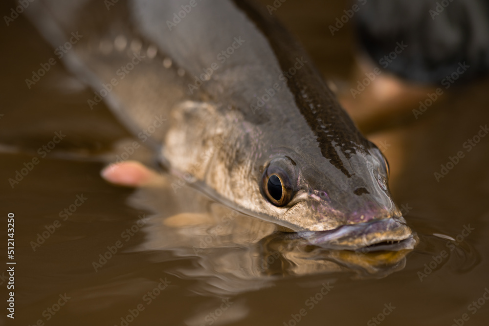 close up of a huge with with a big eye close up of a huge with with a big eye