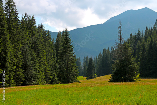 View of the green forest and meadow against the backdrop of high mountains.