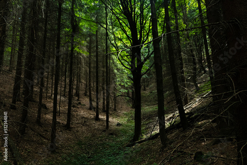 Light in forest © StrayGuru