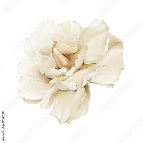 Light carnation on a white background. Watercolor style illustration