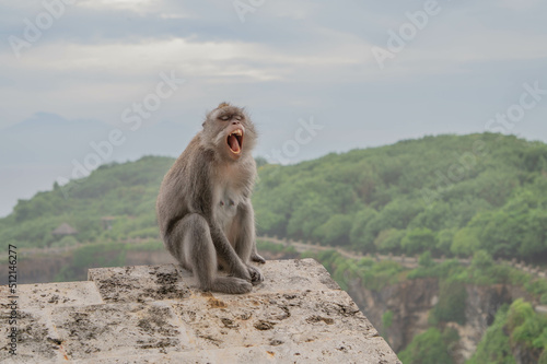 japanese macaque sitting on the rock © Pamela
