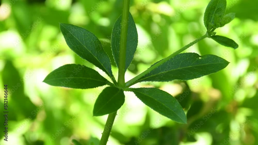 rose madder, medicinal plant abd dye with leaves in summer
rose madder, medicinal plant abd dye with leaves in summer