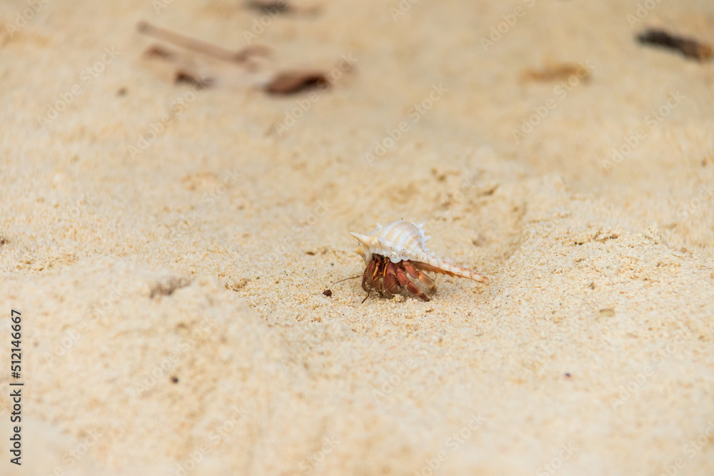 Hermit crab on the beach at Koh Kradan in Trang, Thailand. 