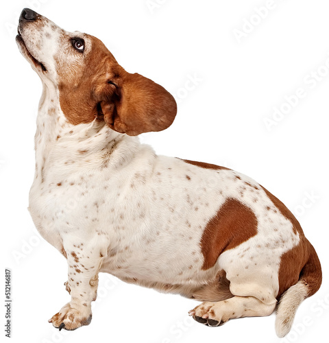 Basset Hound Dog With Ears Flying Back  