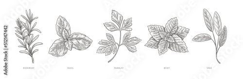 Rosemary, basil, parsley, mint, sage. Spicy plants on a light background isolated. Design element for packaging, menu, market. Vintage botanical illustration in engraving style.
