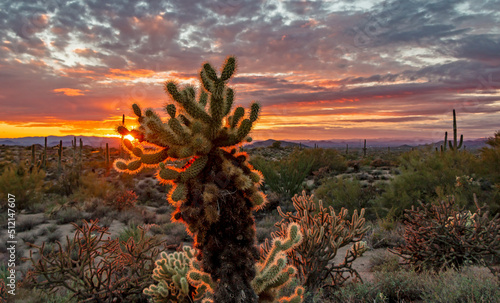 Image Of A Cholla Cactus Close up At Sunset In Scottsdale Arizona