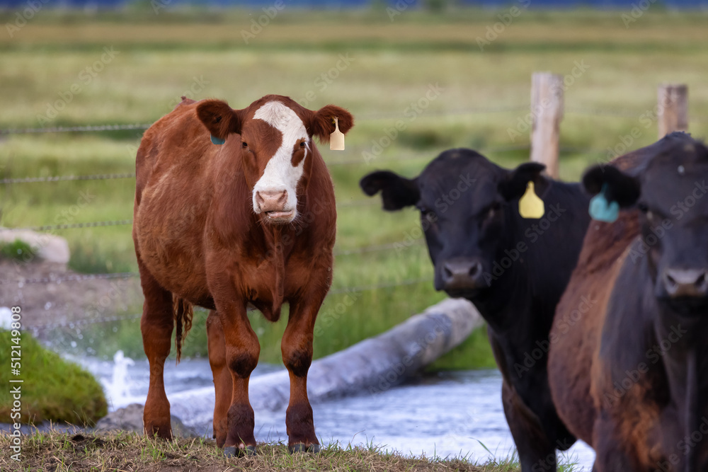 Cow in a green field. Cloudy Sky. California, United States of America. Cow in a green field. Cloudy Sky. California, United States of America.