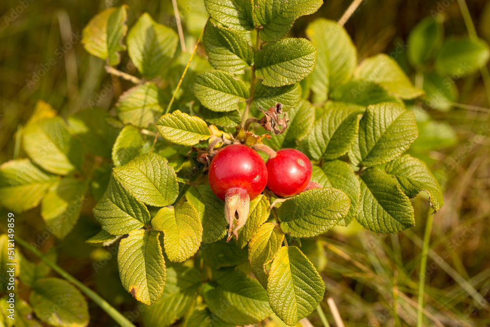 Red rosehip berries, autumn harvest of healthy berries
