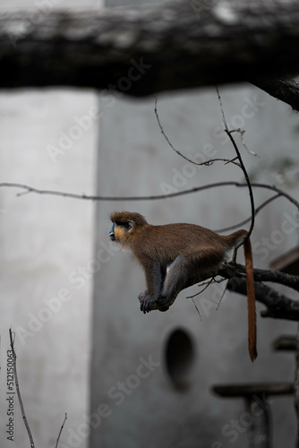 Singe