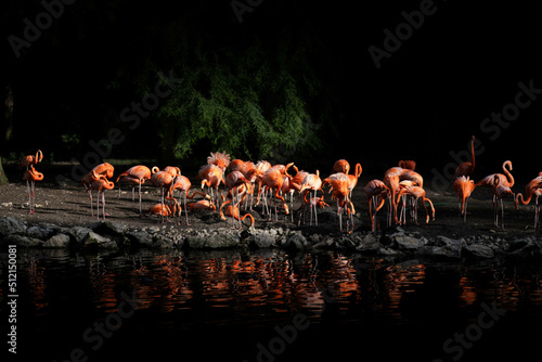 Flamant rose