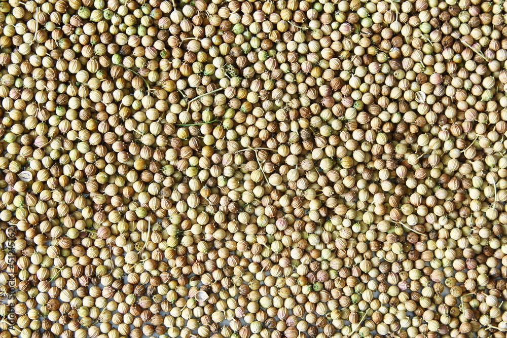 organic dried coriander seeds closeup as background texture,selective focus