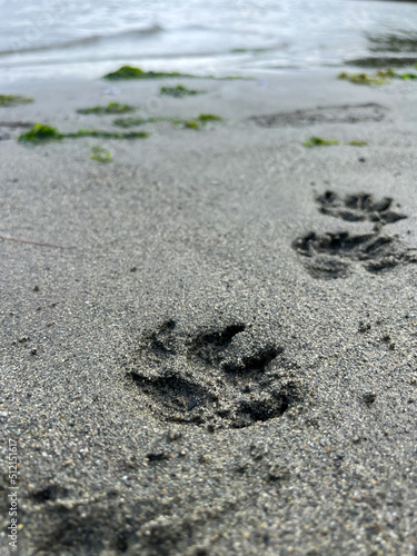 Wallpaper Mural dog footprint on the beach Torontodigital.ca