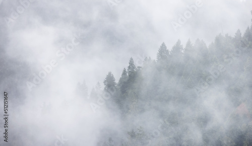 Green Evergreen Trees in a forest on top of a mountain covered in clouds and fog. Umpqua National Forest, Oregon, United States of America. Nature Background © edb3_16