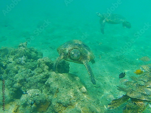 Sea Turtle Paradise  © Danielle