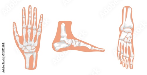 Foot and hand icon of radiography and x-ray concept vector on white background. Phalanges of hand and foot.