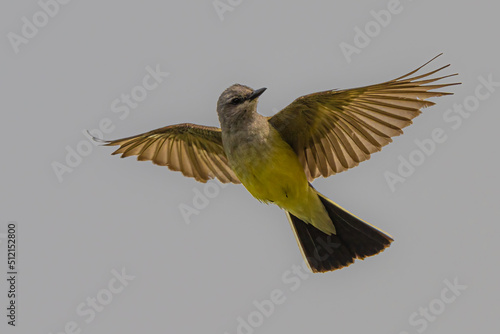 Western Kingbird (Tyrannus verticalis) in Flight photo