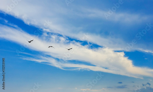 Pelicans flying at Fort Morgan Beach  © George