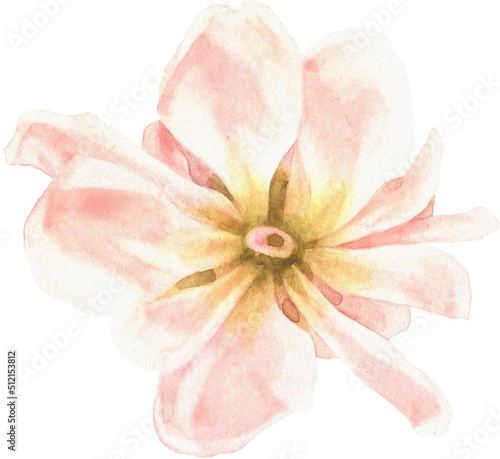 Fototapeta Naklejka Na Ścianę i Meble -  Summer Bloom Watercolor Set 13