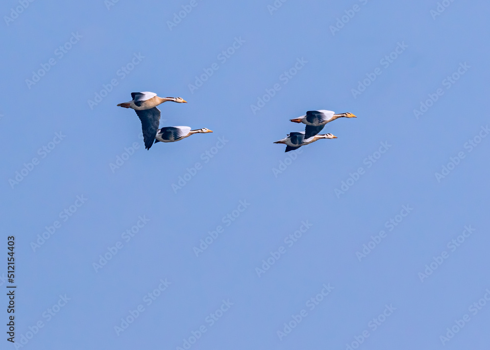 Obraz premium Two pairs of Bar Headed Goose in Air