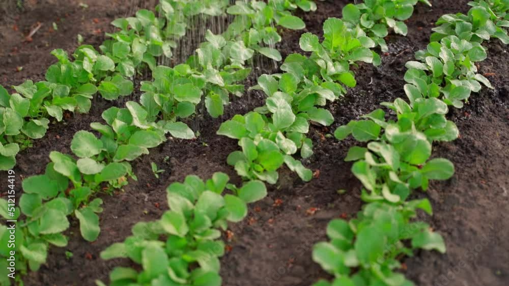 Watering a radish growing in a garden bed close-up in slow motion. green radish leaves Watering a radish growing in a garden bed close-up in slow motion. green radish leaves