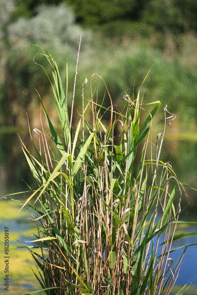 Fototapeta premium grass on the beach