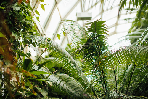 big and green palm inside the greenhouse