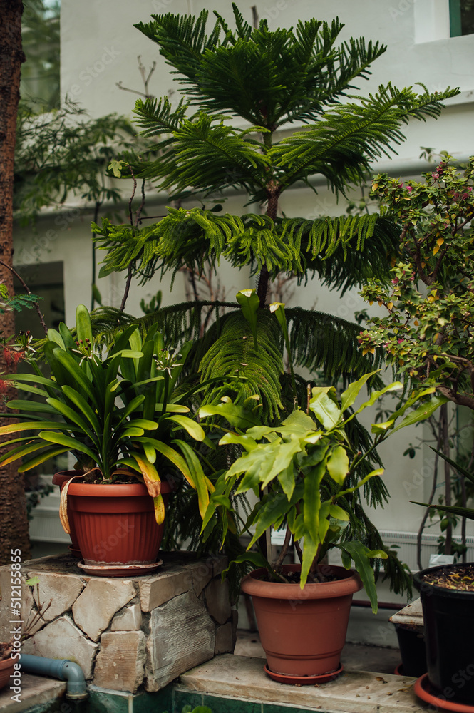 clivia nobilis, araucaria, epiphyllum oxypetalum in pots on among the different plants clivia nobilis, araucaria, epiphyllum oxypetalum in pots on among the different plants